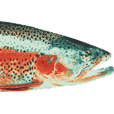 Rainbow Trout